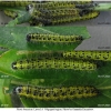 pi brassicae larva4 volg